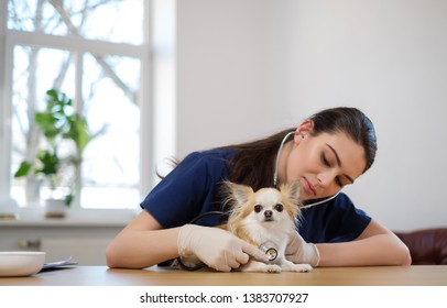 Veterinary Surgeon And Chihuahua Dog At Vet Clinic