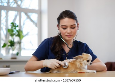 Veterinary Surgeon And Chihuahua Dog At Vet Clinic