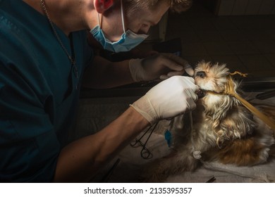 Veterinary Surgeon In Process Of Dog Throat Surgery. Vet Doctor In White Gloves And Mask. Dark Background.