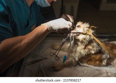 Veterinary Surgeon In Process Of Dog Throat Surgery. Vet Doctor In White Gloves And Mask. Dark Background.