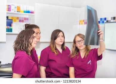 Veterinary Team Examining A Dog's X-ray