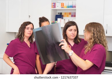 Veterinary Team Examining A Dog's X-ray