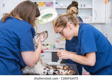 Veterinary Team Places Sterile Bandage In Dog Paw