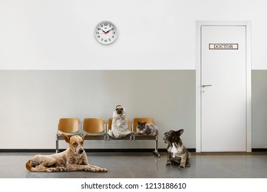 veterinary waiting room with chairs, clock, close door and group of sitting animals