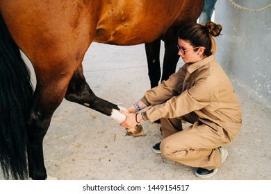 Veterinary woman examining and treating the tendons of the horse leg. Equine physiotherapy - Powered by Shutterstock