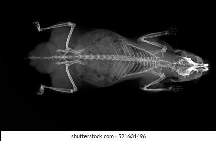 animal xray images stock photos vectors shutterstock