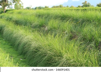 Vetiver Field