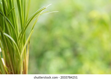 Vetiver Grass Or Chrysopogon Zizanioides On Nature Background.