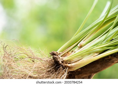 Vetiver Grass Or Chrysopogon Zizanioides On Nature Background.