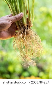 Vetiver Grass Or Chrysopogon Zizanioides On Nature Background.