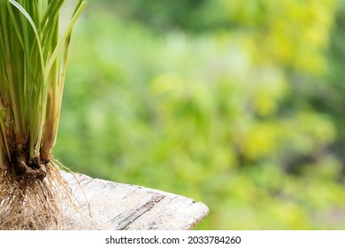 Vetiver Grass Or Chrysopogon Zizanioides On Nature Background.