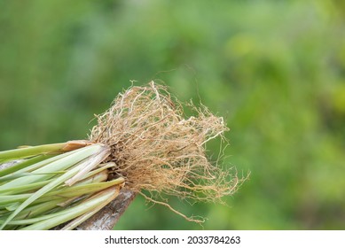 Vetiver Grass Or Chrysopogon Zizanioides On Nature Background.