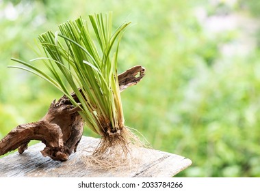 Vetiver Grass Or Chrysopogon Zizanioides On Nature Background.