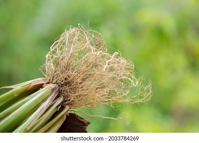 Vetiver Grass Or Chrysopogon Zizanioides On Nature Background.