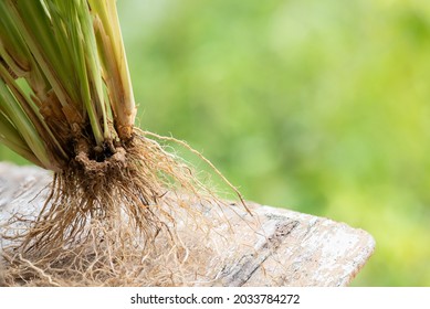 Vetiver Grass Or Chrysopogon Zizanioides On Nature Background.