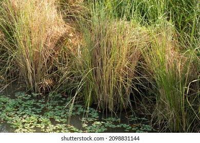 Vetiver Grass Or Chrysopogon Zizanioides On Nature Background.