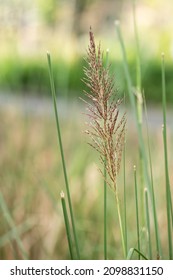 Vetiver Grass Or Chrysopogon Zizanioides On Nature Background.