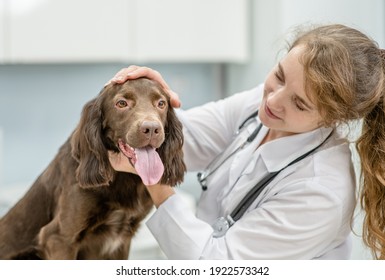Tierputzhunde Ohren in der Tierklinik