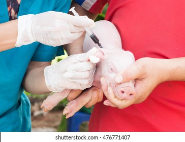 Vets are vaccinating pig.