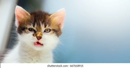 vexed Cat; mad kitten face
