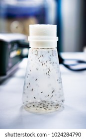 Vial containing Fruit Flies; the Fruit Fly (Drosophila melanogaster) continues to be widely used for biological research in genetics, physiology, microbial pathogenesis, and life history evolution