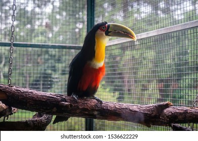 VIANOPOLIS - BETIM, MINAS GERAIS / BRAZIL - JANUARY 2, 2016: A Green-billed toucan (Ramphastos dicolorus - a near-passerine bird in the family Ramphastidae) on a branch in Vale Verde Park.