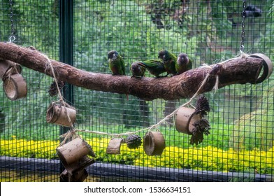 VIANOPOLIS - BETIM, MINAS GERAIS / BRAZIL - JANUARY 2, 2016: A group of Painted parakeet (Pyrrhura picta - species of bird in the family Psittacidae) on a branch inside a cage in Vale Verde Park.