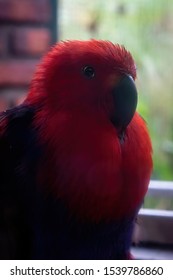VIANOPOLIS - BETIM, MINAS GERAIS / BRAZIL - JAN 2, 2016: A female Eclectus parrot (Eclectus roratus - parrot native to the Solomon Islands, Sumba, New Guinea and nearby islands) in Vale Verde Park.