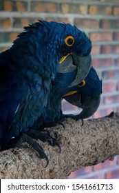 VIANOPOLIS - BETIM, MINAS GERAIS / BRAZIL - JANUARY 2, 2016: A couple of Hyacinth macaws (Anodorhynchus hyacinthinus - the largest macaw and flying parrot species) on a branch in Vale Verde Park.