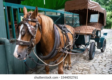 VIANOPOLIS - BETIM, MINAS GERAIS / BRAZIL - JANUARY 2, 2016: A brown horse used to carry visitors in chariot ride tours around the Vale Verde - Alembic and Ecological Park.