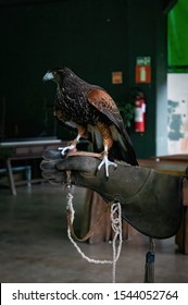 VIANOPOLIS - BETIM, MINAS GERAIS / BRAZIL - JAN 2, 2016: A Harris's hawk (Parabuteo unicinctus - medium-large bird of prey) perched on a leather glove awaiting orders to fly away in Vale Verde park.