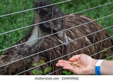 VIANOPOLIS - BETIM, MINAS GERAIS / BRAZIL - JANUARY 2, 2016: An Ostrich (Struthio camelus) come close to the fence to eat food given by a female hand in Vale Verde Alembic and Ecological Park.