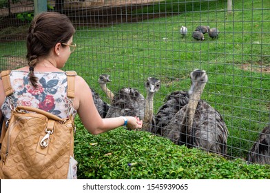 VIANOPOLIS - BETIM, MINAS GERAIS / BRAZIL - JANUARY 2, 2016: A group of Ostrich (Struthio camelus) come close to the fence to eat food given by a young woman in Vale Verde Alembic and Ecological Park.