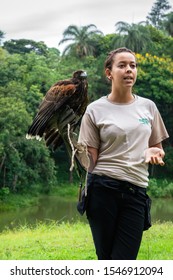 VIANOPOLIS - BETIM, MINAS GERAIS / BRAZIL - JAN 2, 2016: A park instructor holding a Harris's hawk (Parabuteo unicinctus) with leather gloves in Vale Verde - Alembic and Ecological Park.