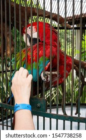 VIANOPOLIS - BETIM, MINAS GERAIS / BRAZIL - JAN 2, 2016: A Red-and-green macaw (Ara chloroptera - a large, mostly-red macaw of the genus Ara) being petted inside a cage in Vale Verde Ecological Park.
