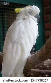 VIANOPOLIS - BETIM, MINAS GERAIS / BRAZIL - JANUARY 2, 2016: A sleepy Yellow-crested cockatoo (Cacatua sulphurea - medium-sized cockatoo with white plumage) on a branch in Vale Verde Ecological Park.
