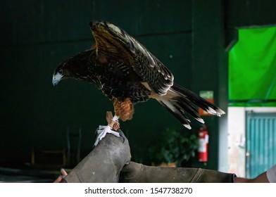 VIANOPOLIS - BETIM, MINAS GERAIS / BRAZIL - JAN 2, 2016: A Harris's hawk (Parabuteo unicinctus - medium-large bird of prey) going from one leather glove to another in Vale Verde Ecological park.