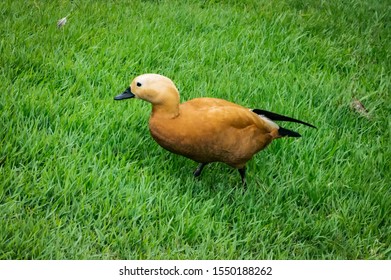 VIANOPOLIS - BETIM, MINAS GERAIS / BRAZIL - JAN 2, 2016: A Ruddy shelduck (or Brahminy duck - Tadorna ferruginea / a distinctive waterfowl) on a grass field in Vale Verde - Alembic and Ecological Park