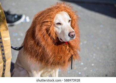 VIAREGGIO - FEB 26: Dog Dressed As Lion At The Carnival Of Viareggio February 26, 2017 In Viareggio, Italy.