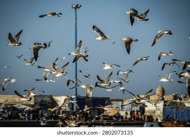 A vibrant and active scene captures a large flock of various gulls in dynamic flight against a clear blue sky. Below the birds, a bustling sunlit fishing port with indistinct buildings, a tall mast, and hints of human activity creates an atmospheric coastal setting.