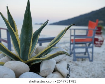 A vibrant agave plant, accented with yellow, sits nestled in white stones near blue and orange chairs overlooking the ocean. The evening light casts a soft glow. The scene is tranquil and serene. - Powered by Shutterstock