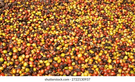 A vibrant array of coffee cherries in various colors, showcasing the diversity of ripe and unripe fruit ready for harvest.