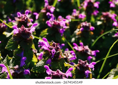 A vibrant array of purple flowers blooming in the rays of a setting sun