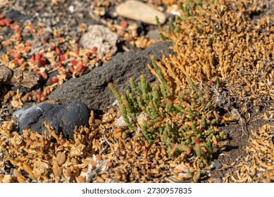 A vibrant array of succulent-like plants, displaying green, red, and golden hues, grows resiliently among dark rocks and dry soil in a sunny outdoor setting.