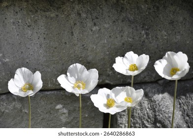 A vibrant array of white flowers growing from the ground next to a textured, stone wall