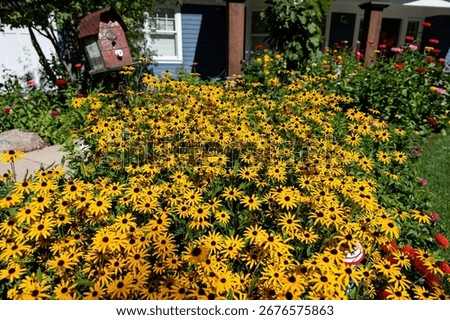 A vibrant array of yellow rudbeckia growing in the garden