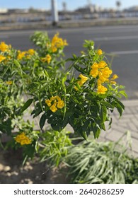 A vibrant array of yellow Tecoma straight   (Tecoma stans) on a sunny day in the street