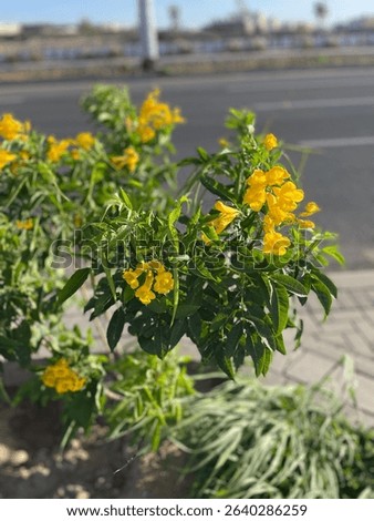 A vibrant array of yellow Tecoma straight   (Tecoma stans) on a sunny day in the street