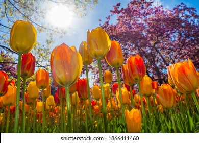 Vibrant assortment of multiple colors of tulips in Canada during spring time for the tulip festival in Ottawa