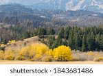 vibrant autumn foliage against lush green mountains near Bridger Canyon in Montana with copy space